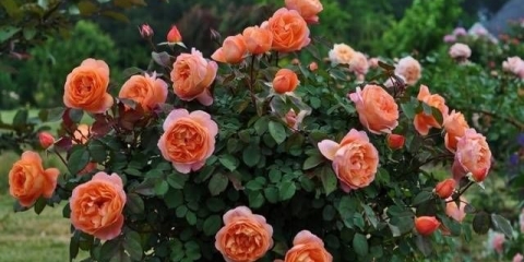 Orezivanje ruža u jesen za početnike